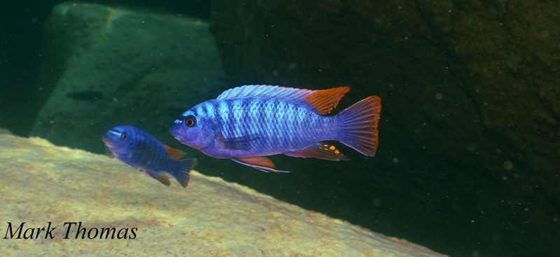 Labeotropheus fuelleborni 'Domwe Island'